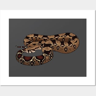 Boa Constrictor Imperator - BCI - Common Boa or Black-tailed Boa Posters and Art